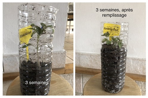 Semis en bouteille